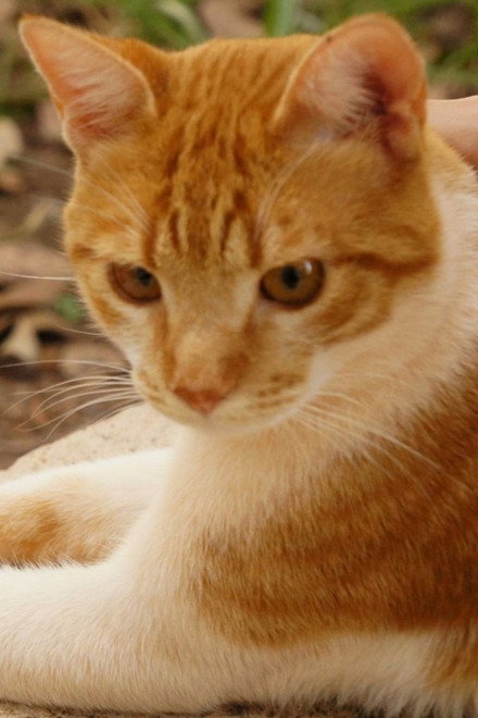 Cenourinha