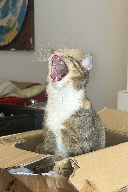 Miu